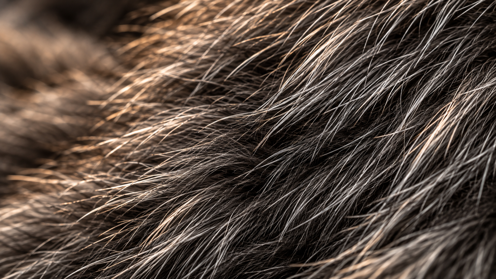 AI-generated editorial close-up of silver grey guard hairs and dark underfur